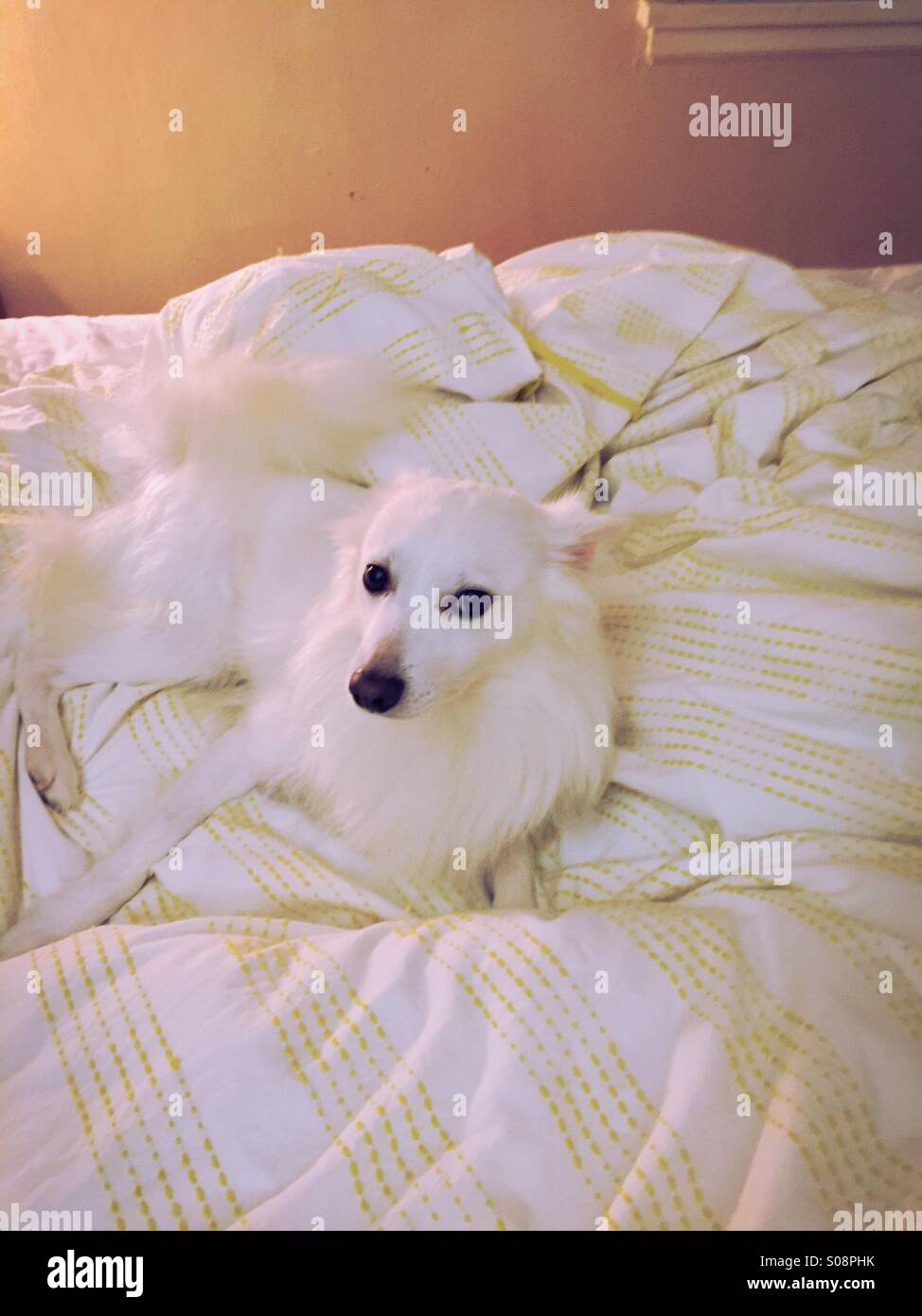 White American Eskimo Banque D'Images