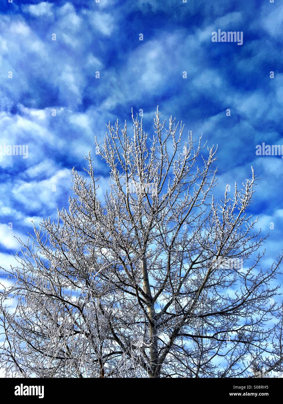 Arbre branches nues en hiver contre un ciel bleu nuageux. Banque D'Images