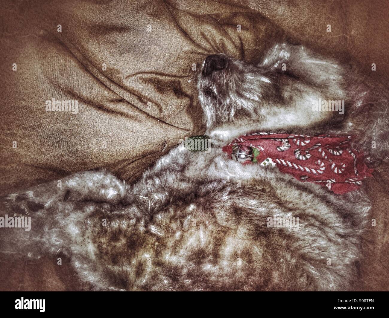 Sam,le Lhasa Apso-mixtes, chien Sheltie est trouvé un moment des fêtes. Banque D'Images