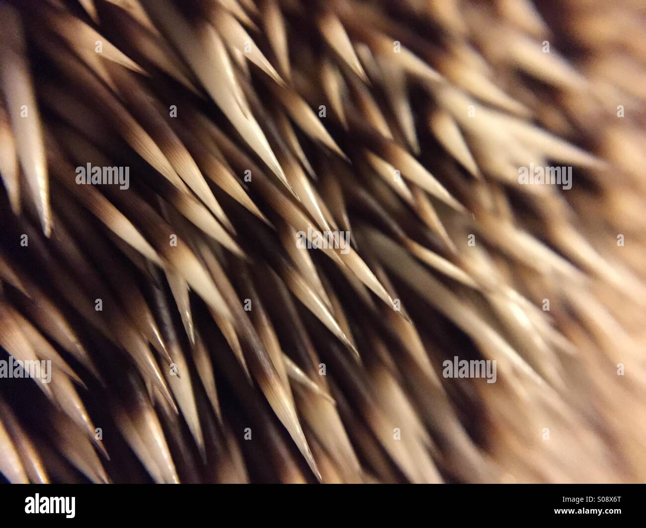 Piquants Banque de photographies et d’images à haute résolution Alamy