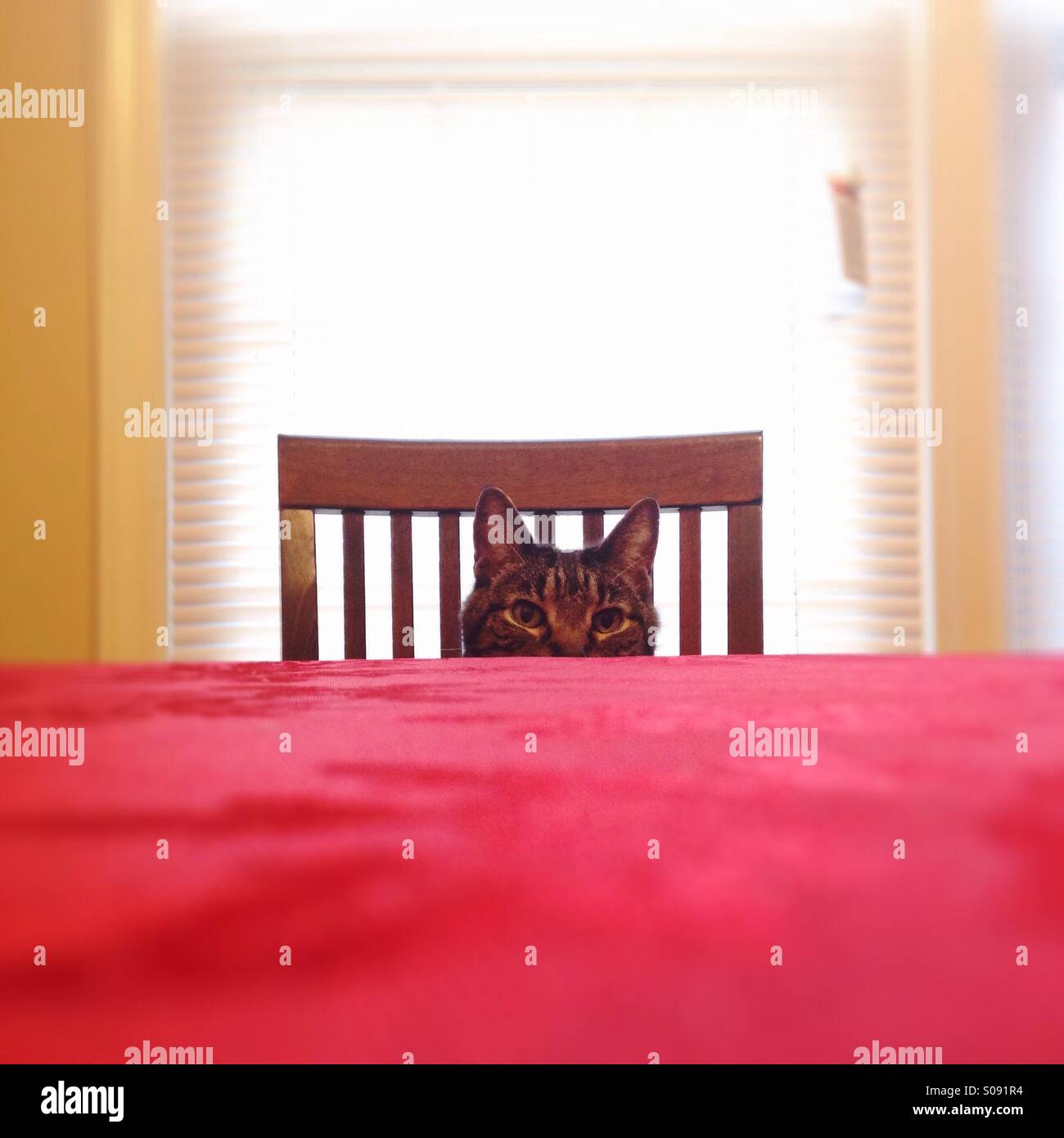 Chat assis à une table - Image de stock capturée avec un smartphone