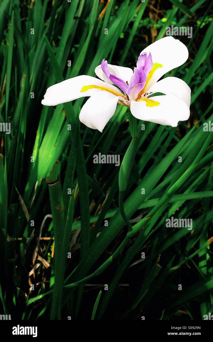 Fleur - Image de stock capturée avec un smartphone