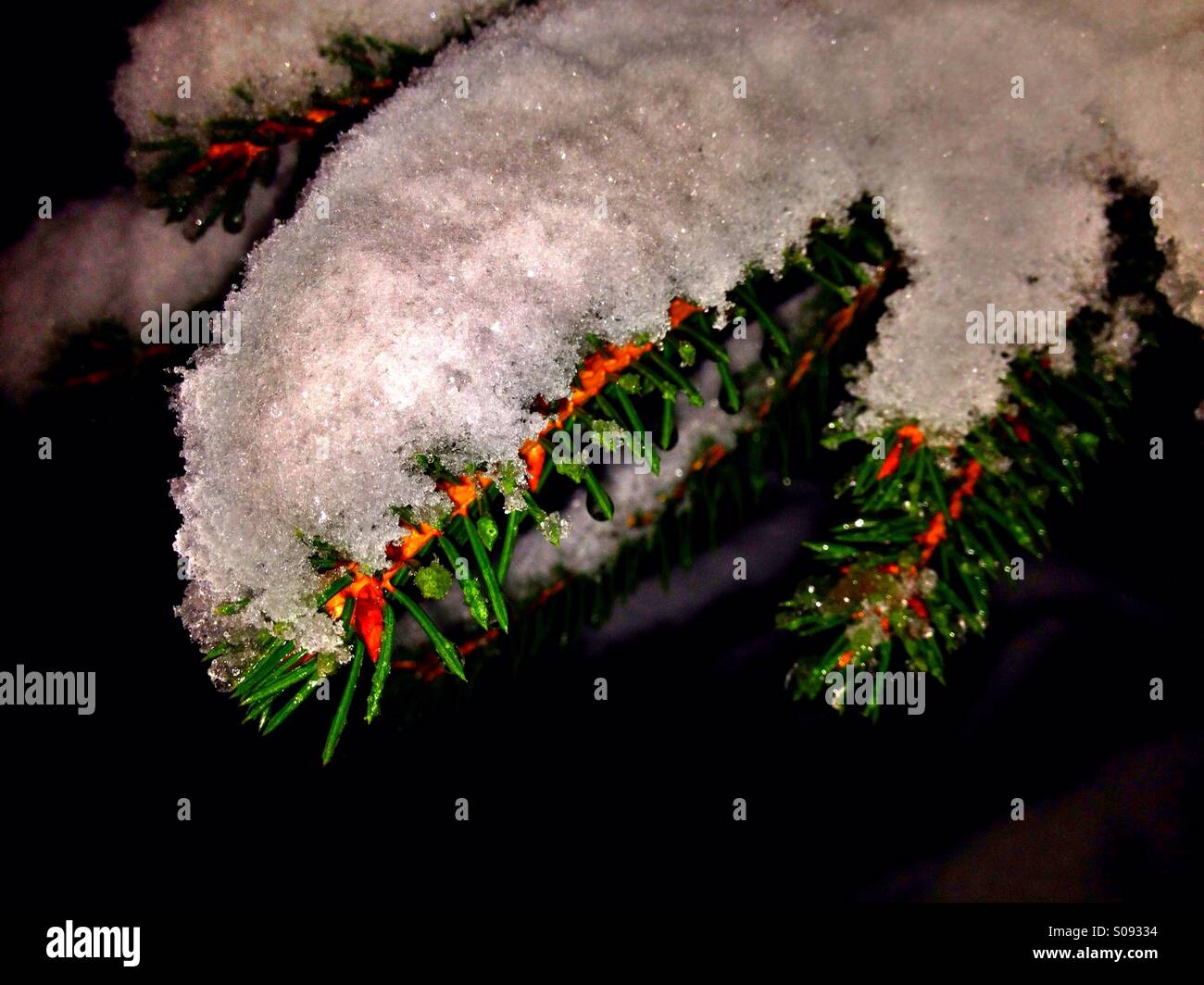 Snow on Christmas Tree - Image de stock capturée avec un smartphone