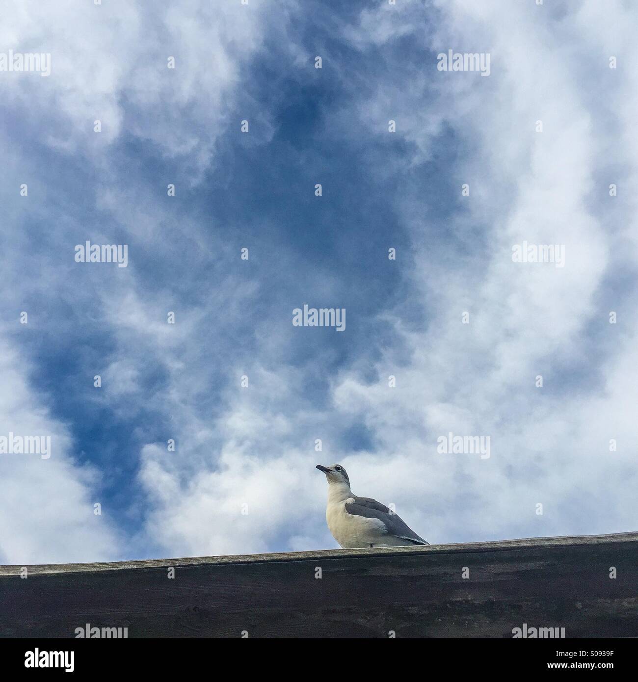 Seule Mouette - Image de stock capturée avec un smartphone