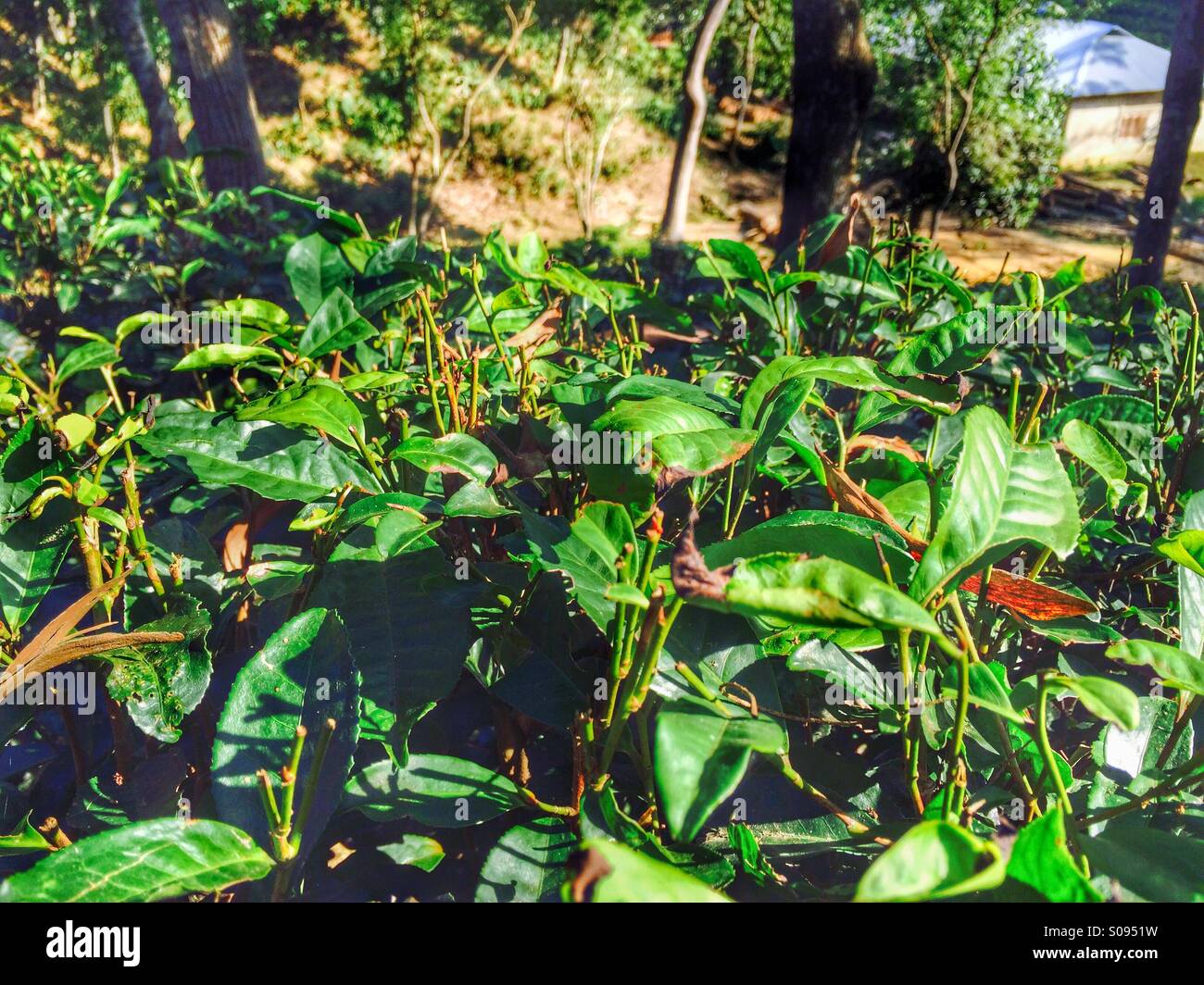 Jardin de l'arbre à thé au Bangladesh Banque D'Images