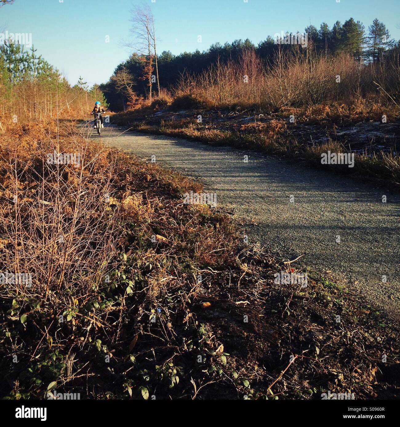 Vélo fille sur une piste dans une forêt, Bedgebury Pinetum, Kent, UK Banque D'Images