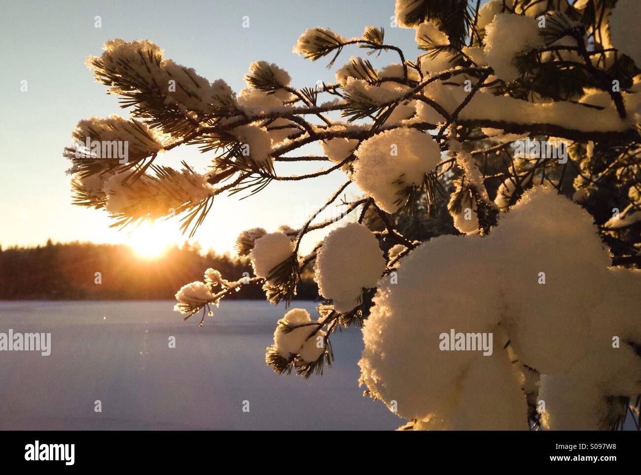 Les branches d'arbres enneigés et lac gelé, Solvalla, Nuuksio, Finlande - Image de stock capturée avec un smartphone