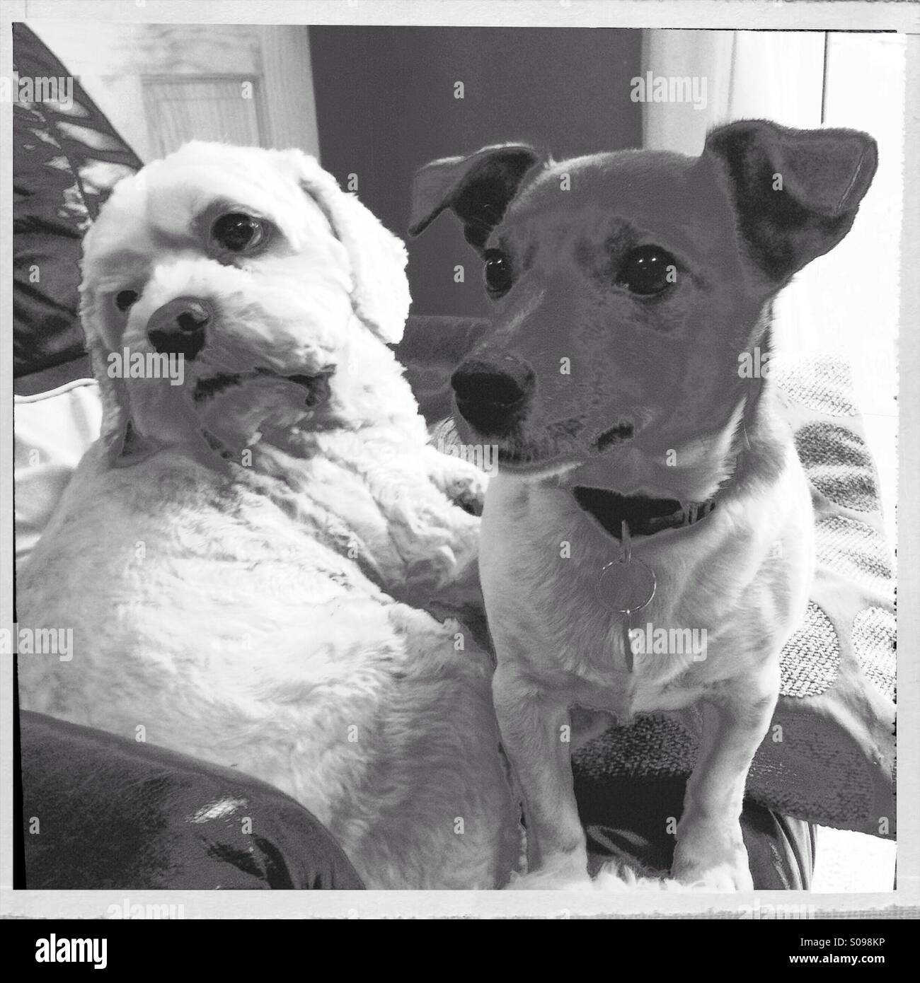 Deux chiens mignons Banque D'Images