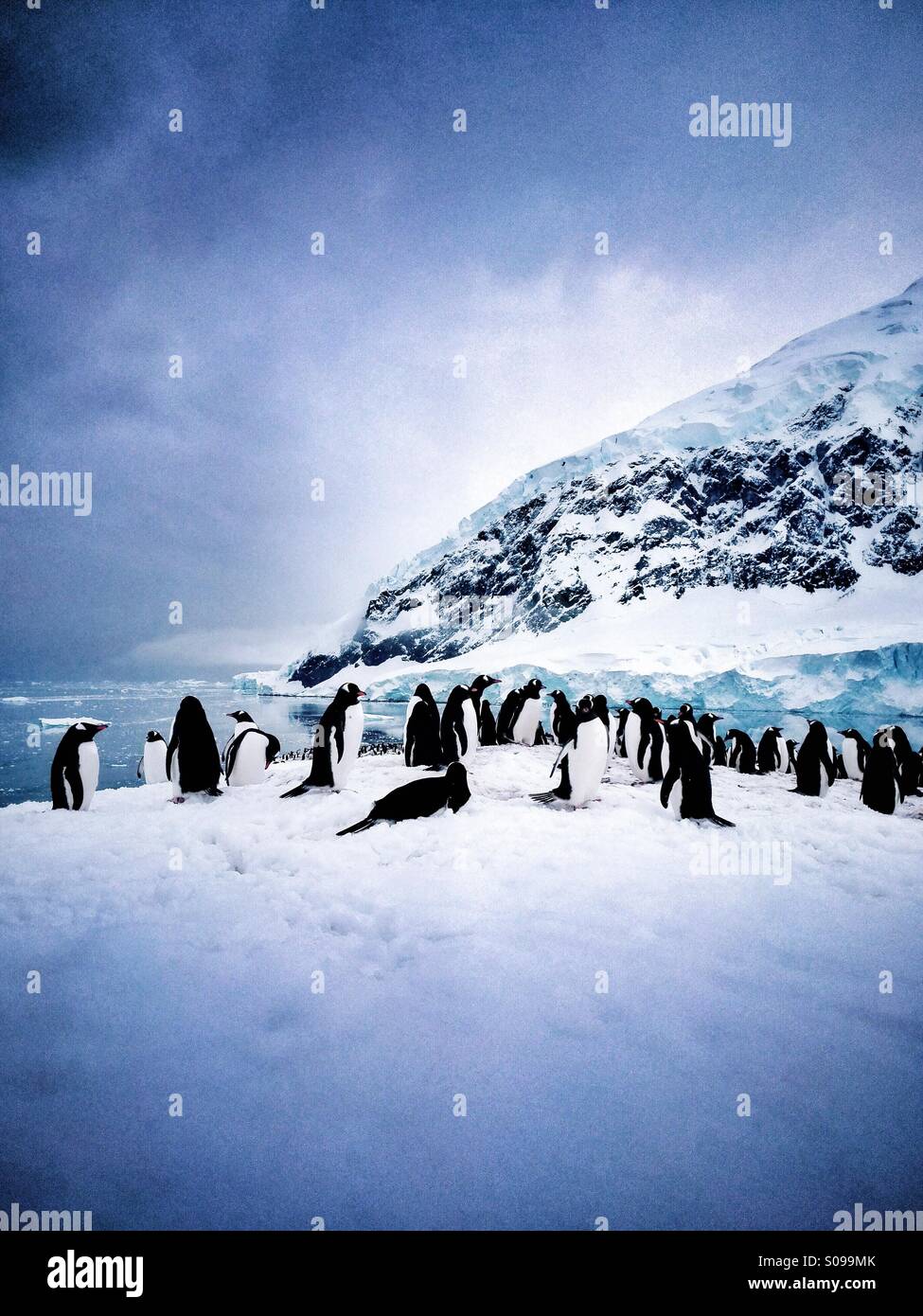 Au repos les pingouins dans l'Antarctique Banque D'Images