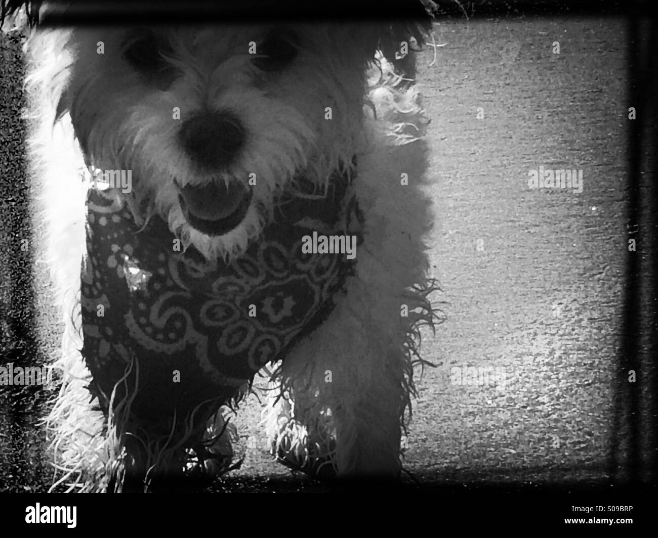 Un chien maltais blanc est épuisé et sale après la chasse les oiseaux sur la plage Banque D'Images