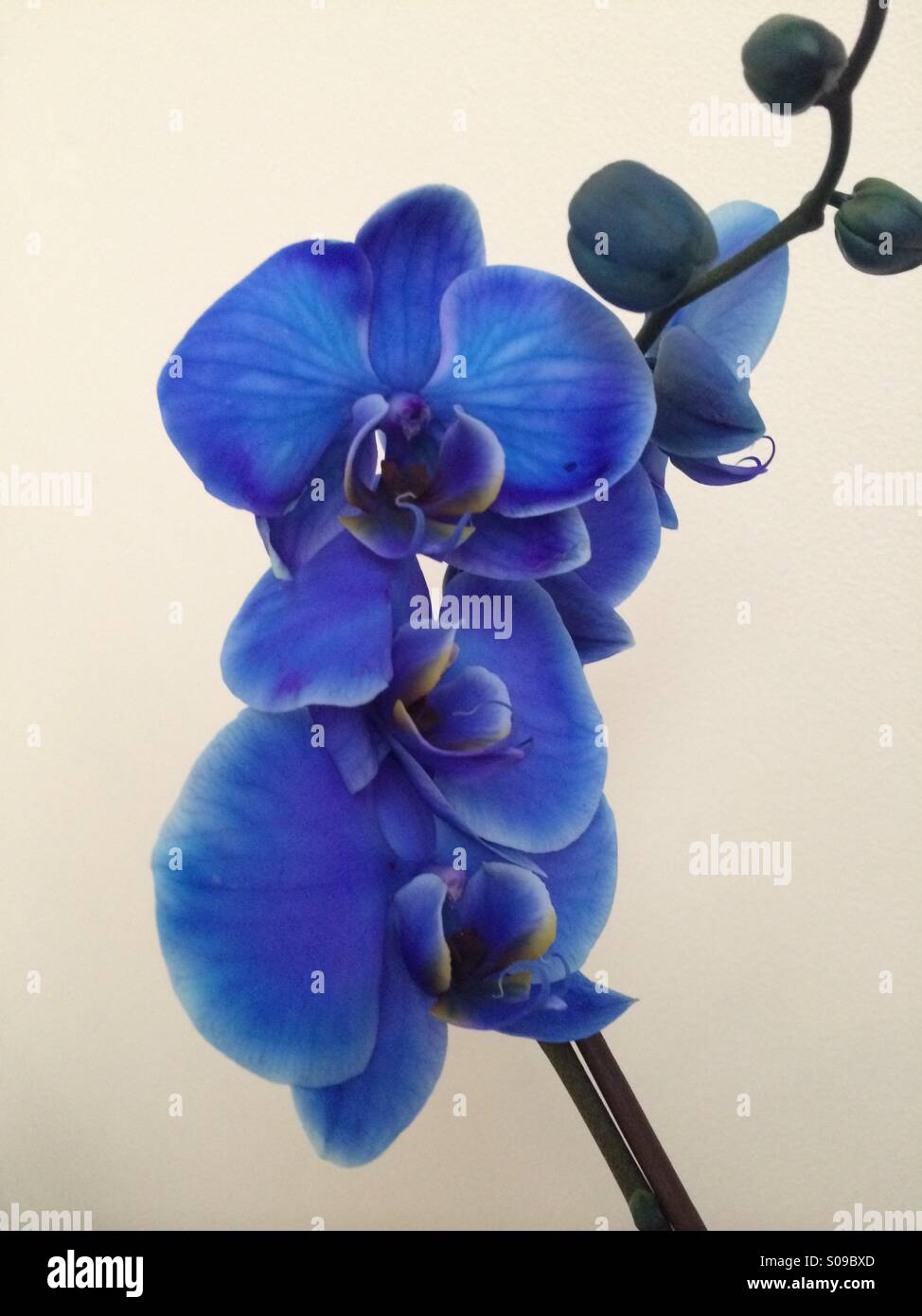La floraison d'une orchidée bleu. - Image de stock capturée avec un smartphone