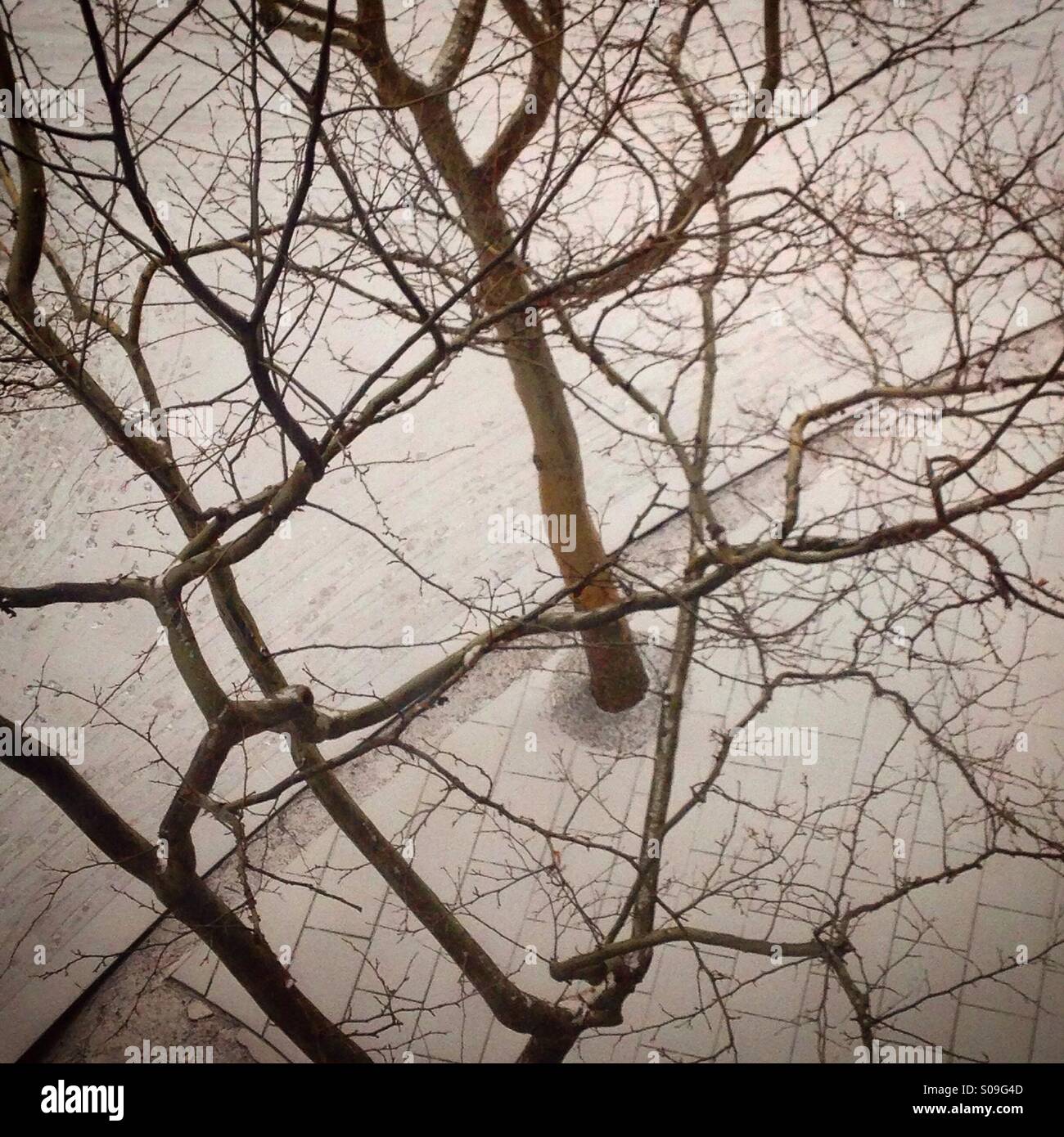 En regardant les arbres dans la neige. - Image de stock capturée avec un smartphone