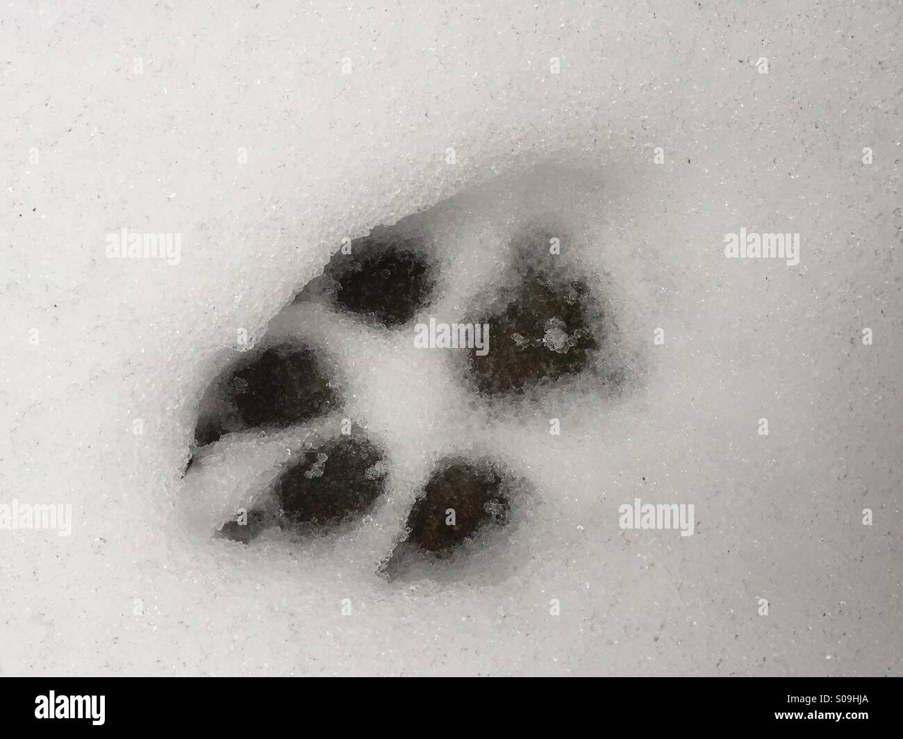 Paw print en hiver neige glacée Banque D'Images