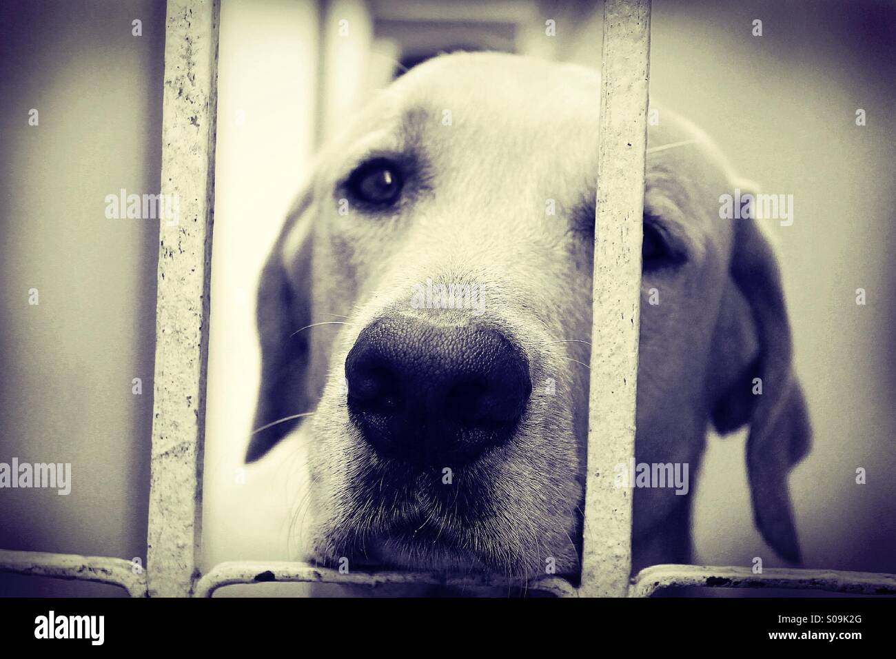 Visage De Chien Triste Banque d'image et photos - Alamy