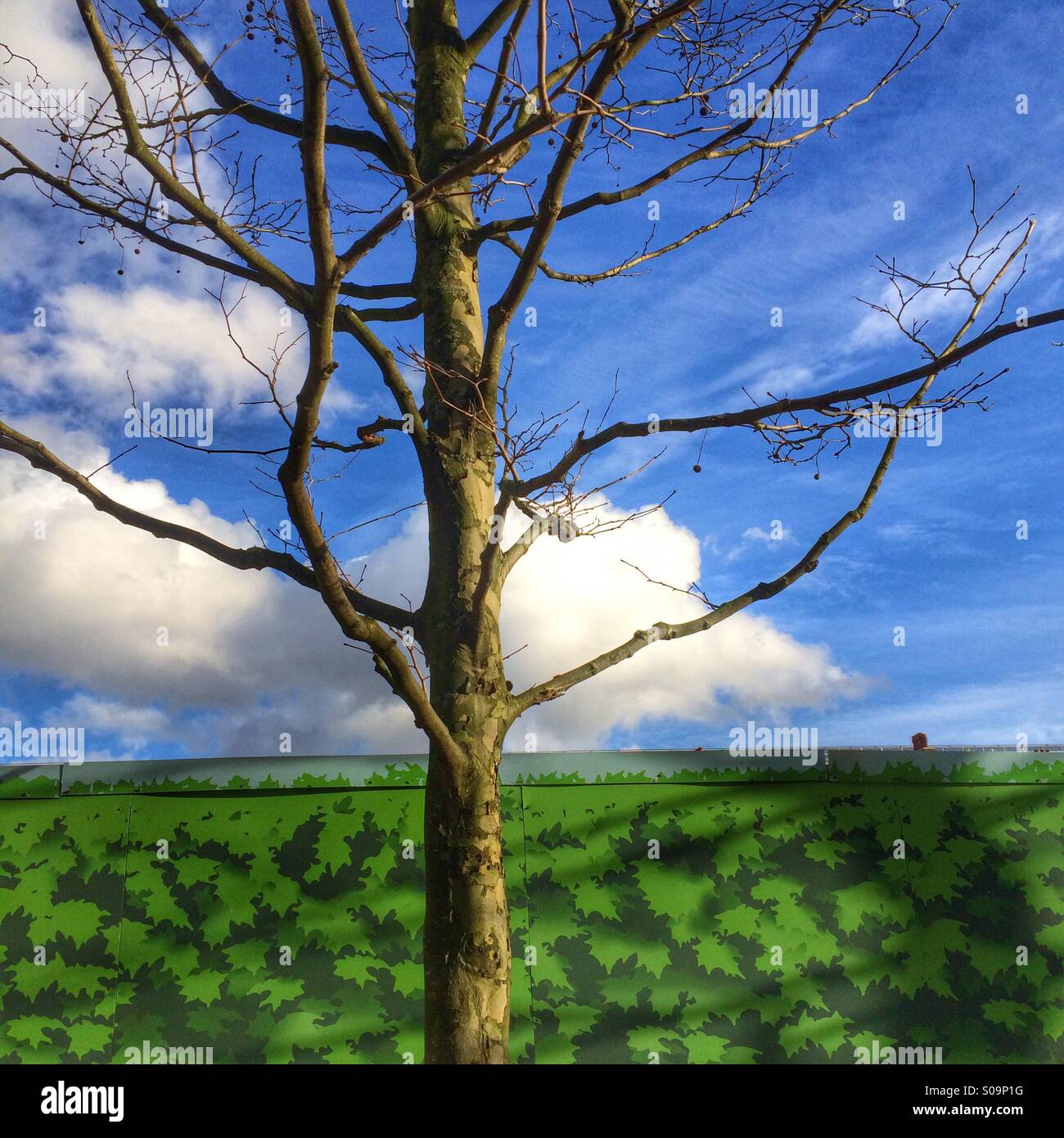 Arbre et ciel bleu - Image de stock capturée avec un smartphone