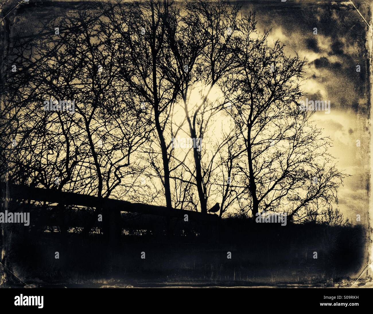 Oiseau sur une clôture Banque D'Images