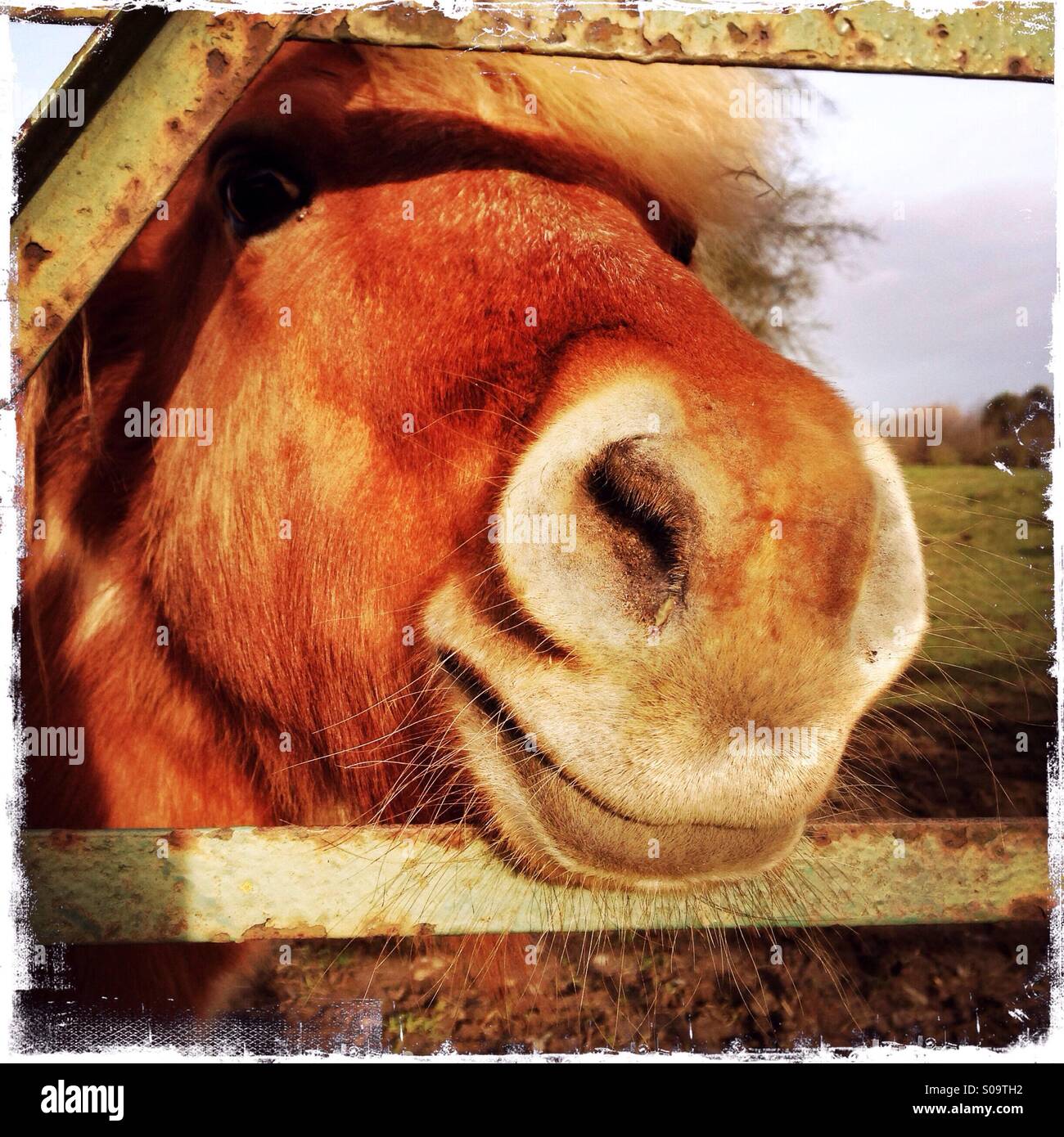 Petit Poney à par une porte. L'Rauceby, Lincolnshire, Angleterre. - Image de stock capturée avec un smartphone