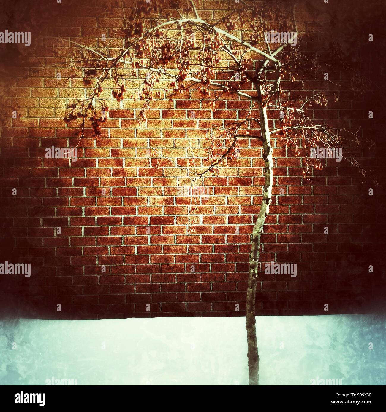Arbre solitaire - Image de stock capturée avec un smartphone