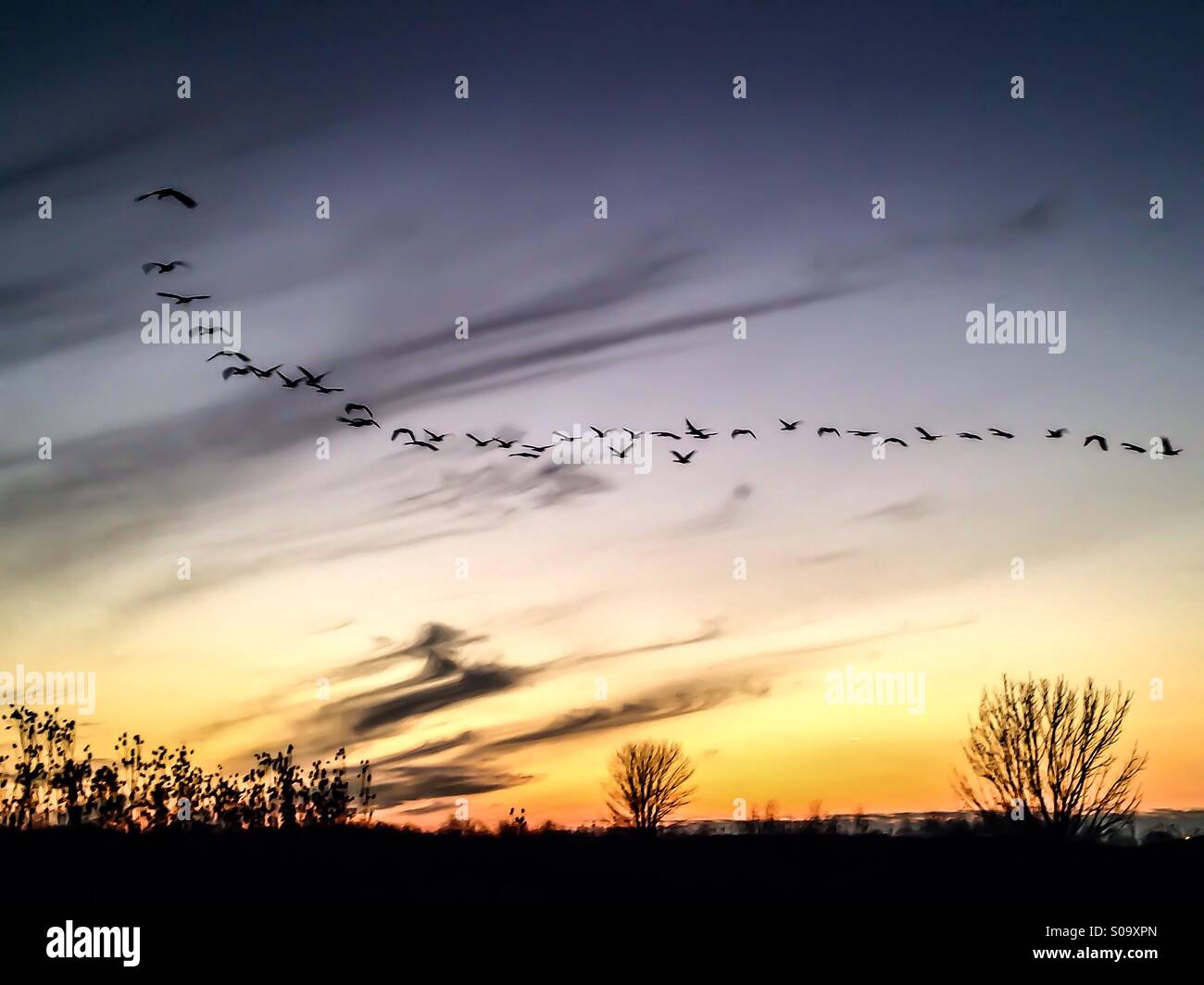 Oiseaux volant dans le soleil couchant. Banque D'Images