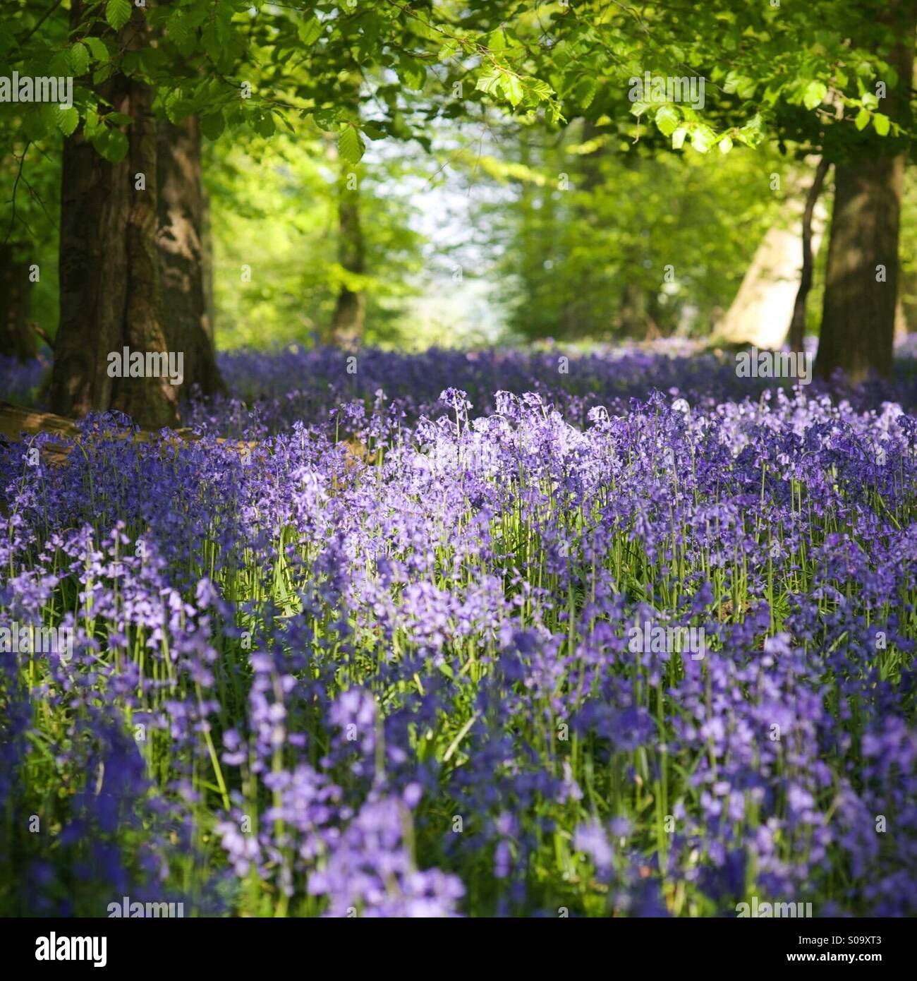 Bluebell woods, Oxfordshire, Angleterre. Banque D'Images