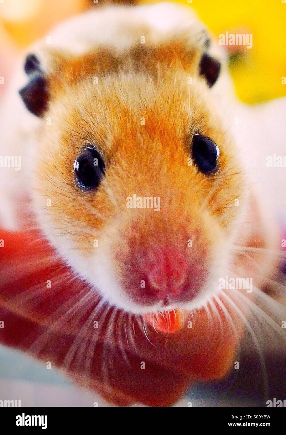 Pet Friendly un hamster avec sa langue Banque D'Images