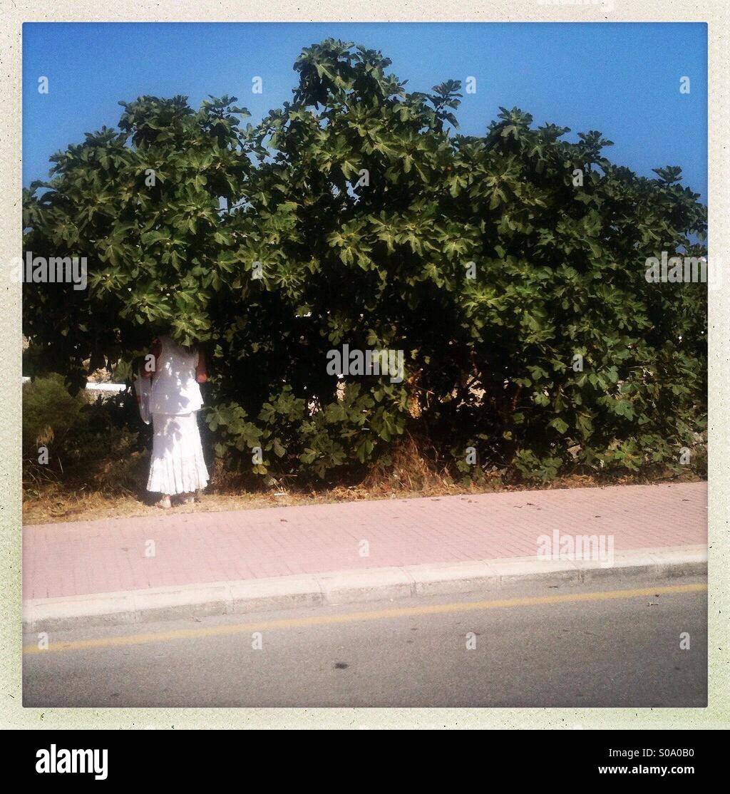 Femme espagnole en robe blanche à la cueillette de fruits provenant d'arbres Banque D'Images
