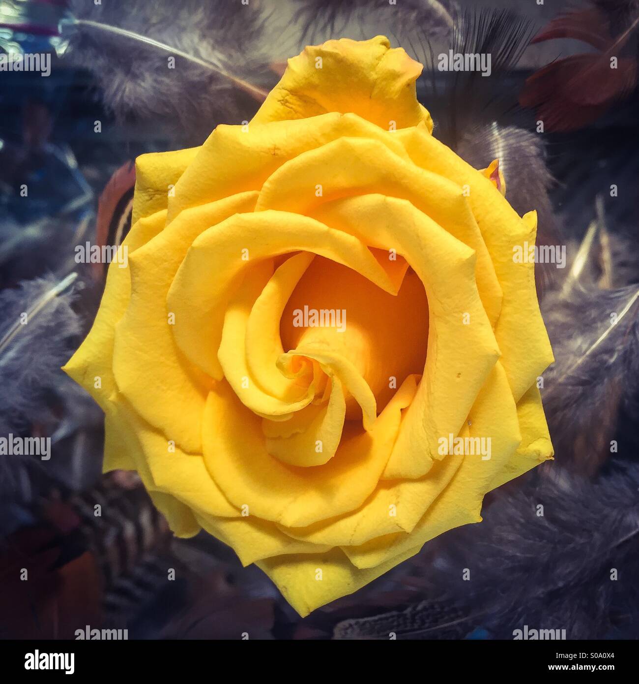 Rose jaune Banque D'Images