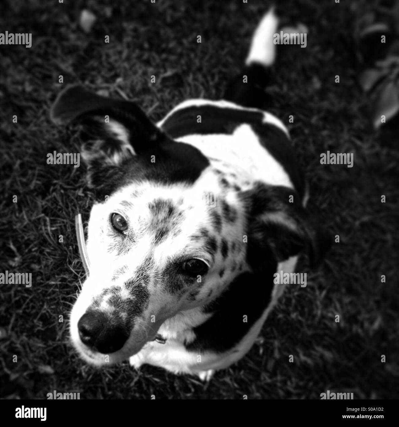 Mixed breed dog à la caméra en Banque D'Images