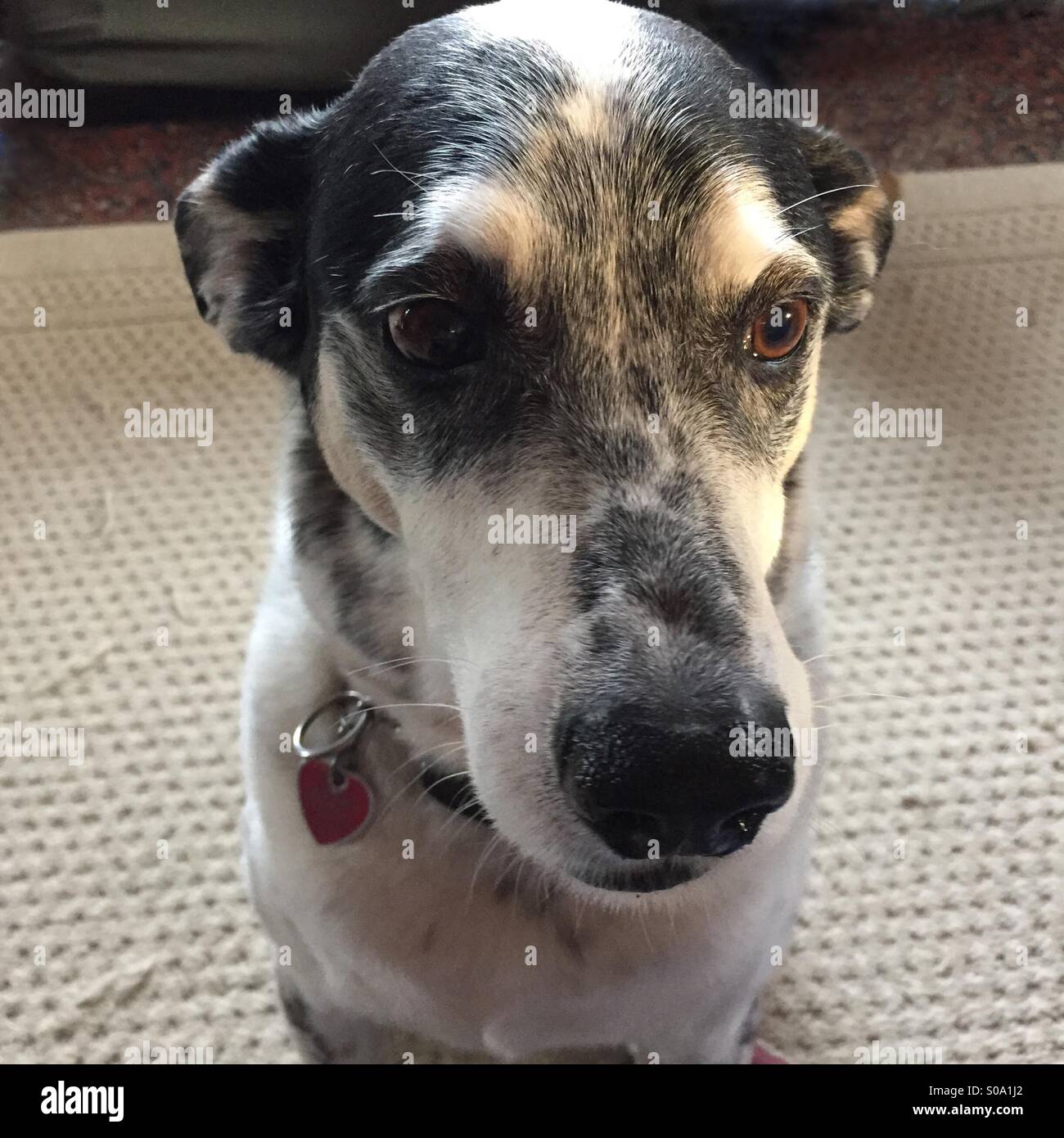 Pensive mixed breed dog semblant perdu dans ses pensées, USA, le 23 novembre 2014, © Katharine Andriotis Banque D'Images