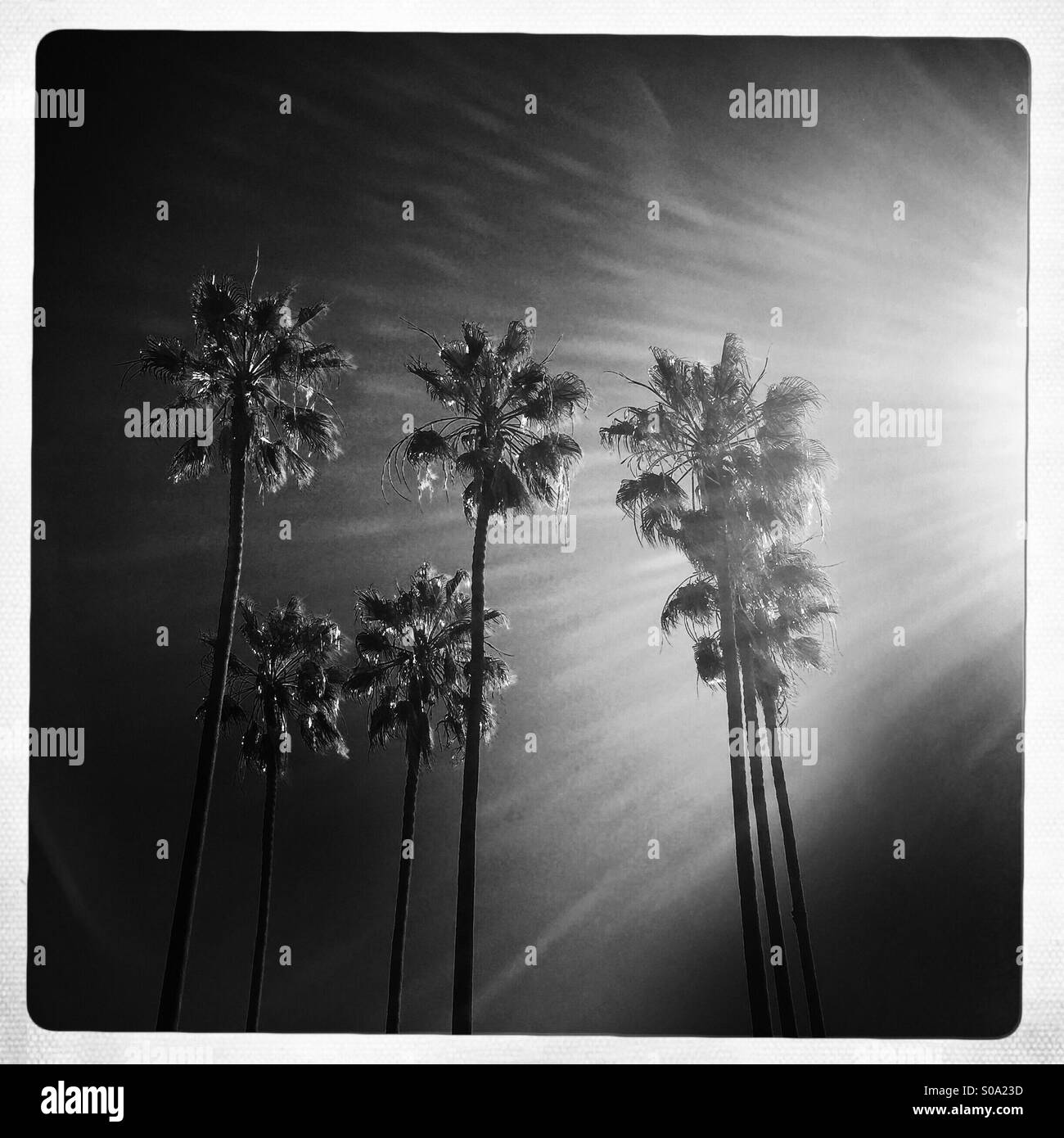 Serveur Sun Flare et de palmiers. Manhattan Beach, Californie, États-Unis. Banque D'Images