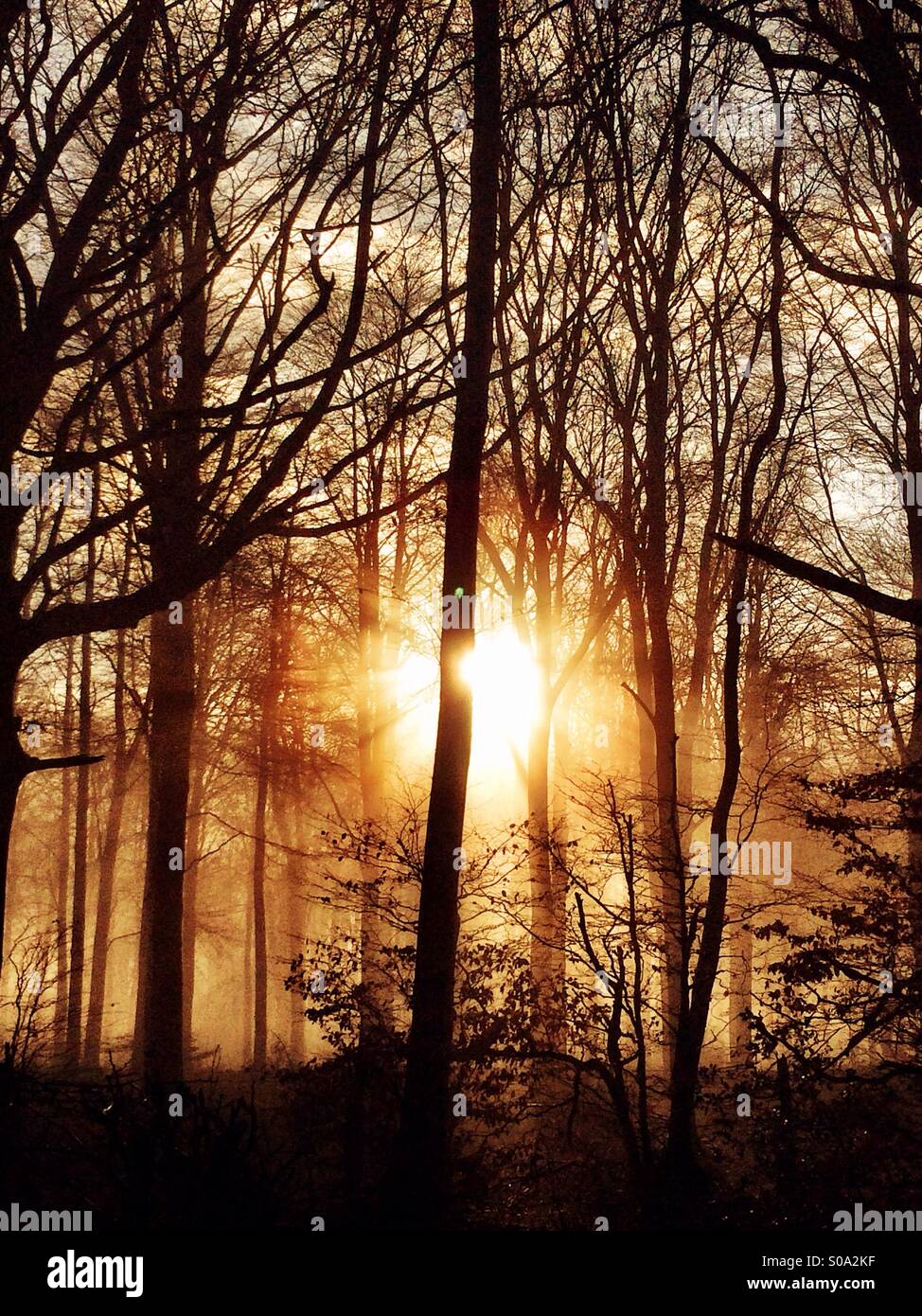 La lumière du soleil tôt le matin brise les arbres sur une froide journée de janvier. Banque D'Images