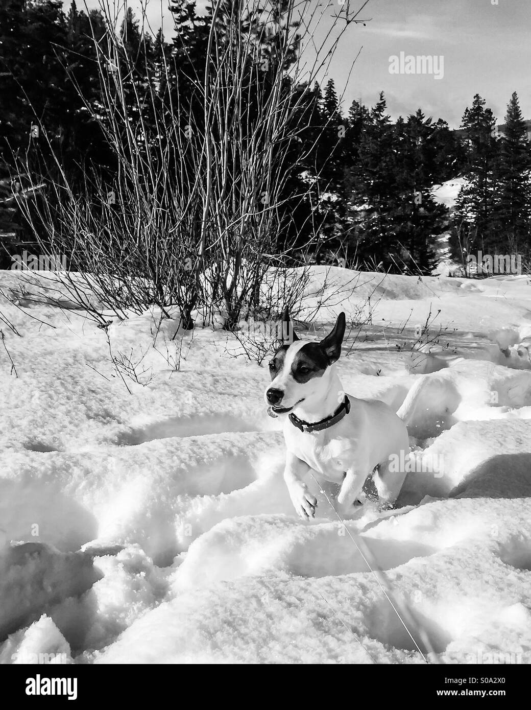 Chien qui court dans la neige avec un sourire ; en noir et blanc. Banque D'Images