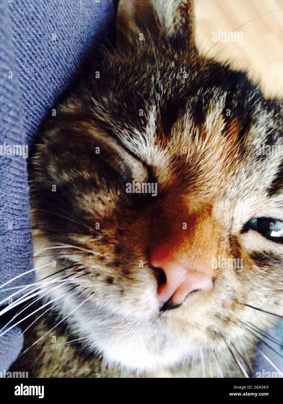 Un Clin De œil Chat Photo Stock Alamy