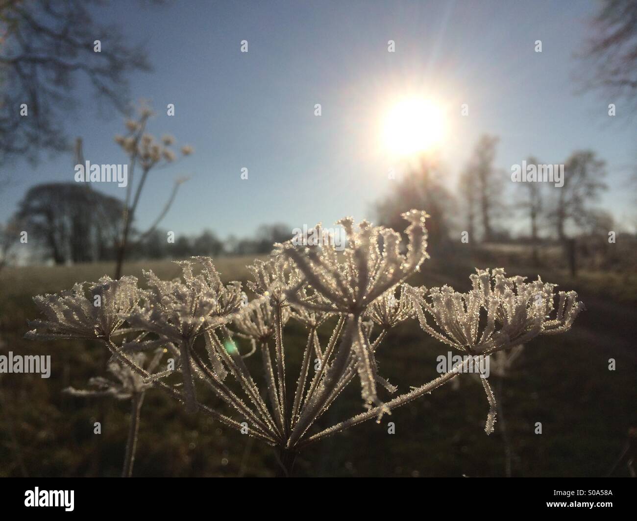 Plante couverte de givre sur les froids hivers 24. Banque D'Images