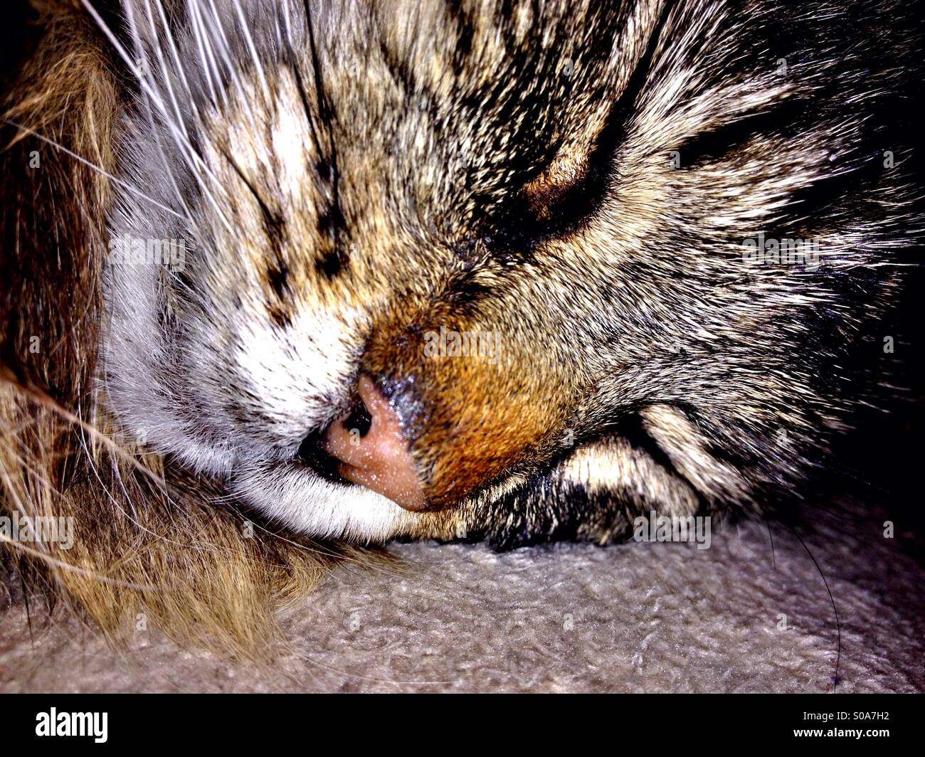 Les tabby cat sleeping Banque D'Images