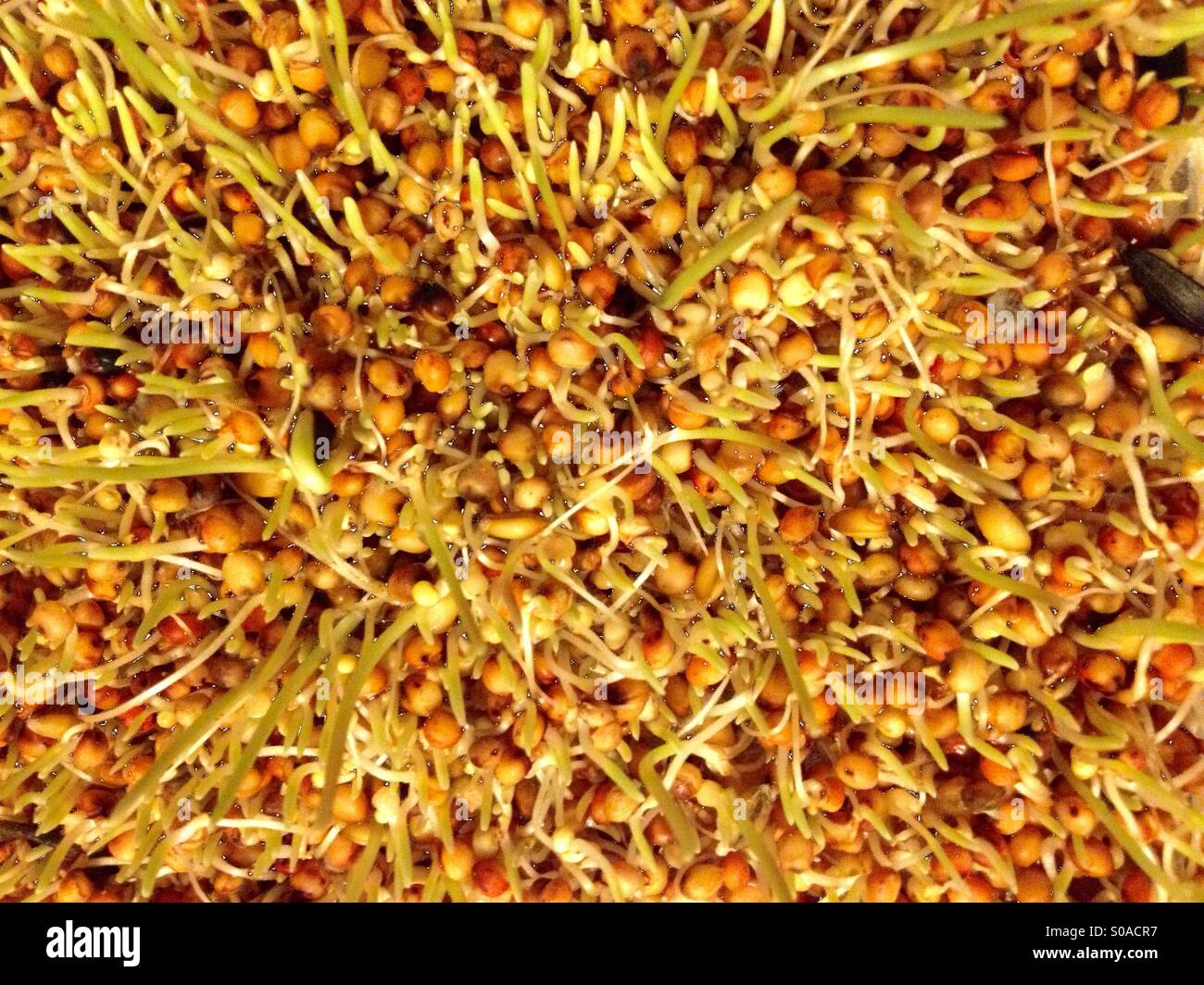 Des graines d'oiseaux sauvages d'être poussé pour l'alimentation - Image de stock capturée avec un smartphone
