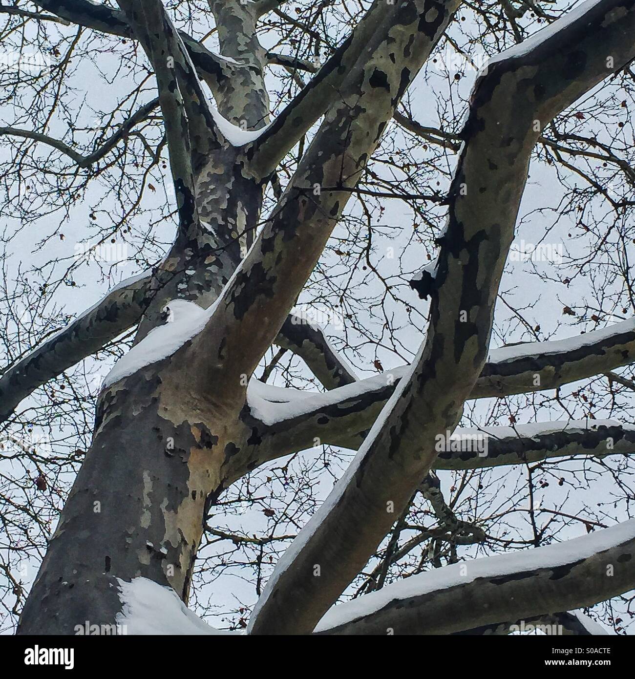 Arbres d'hiver après la tempête Junon - Image de stock capturée avec un smartphone