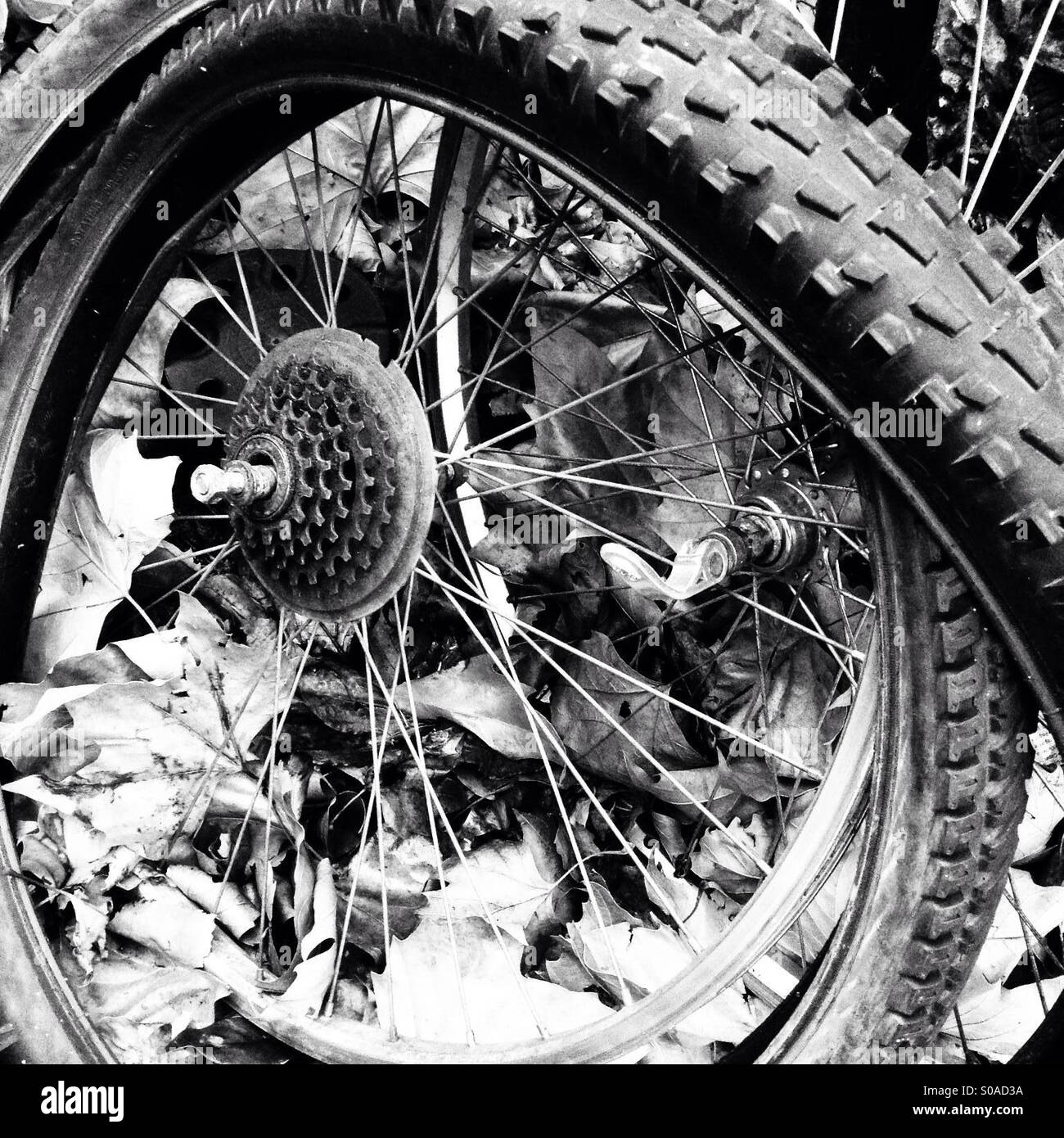 Roue de bicyclette, cassée, l'objet de dumping, mis au rebut. Banque D'Images