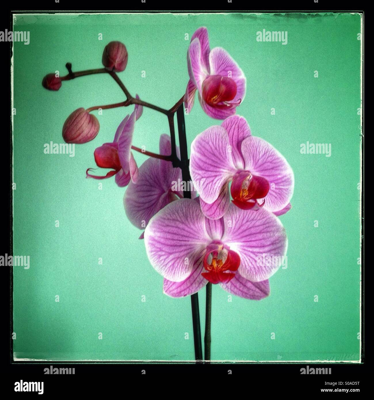 Orchidée pourpre fleurs contre un fond vert. - Image de stock capturée avec un smartphone