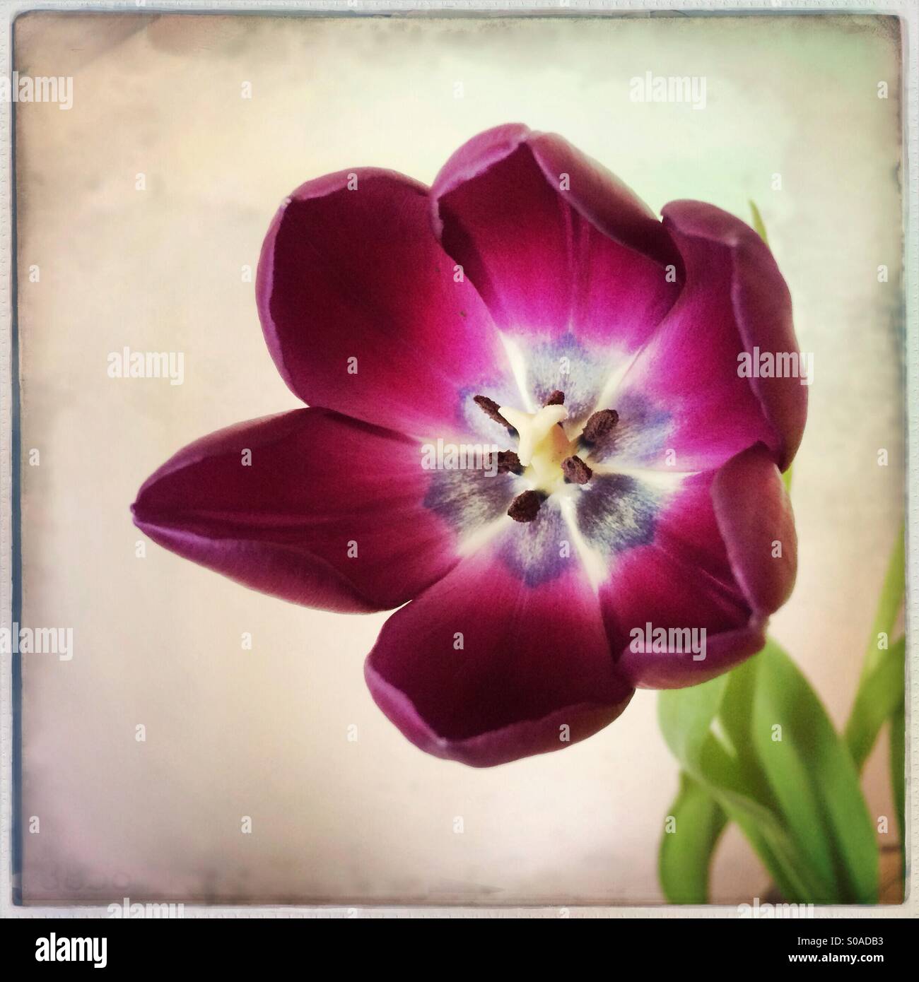 Close up of tulip en pleine floraison montrant centre de fleur Banque D'Images