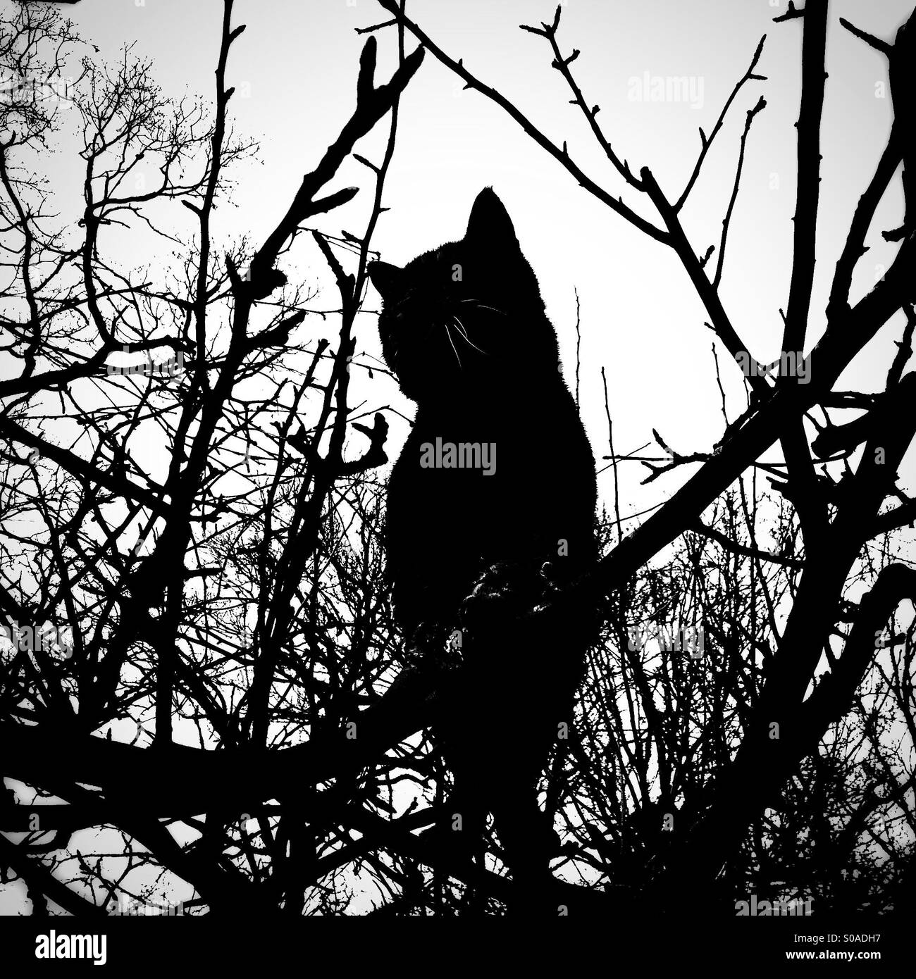 Chat noir et blanc dans un arbre Banque D'Images