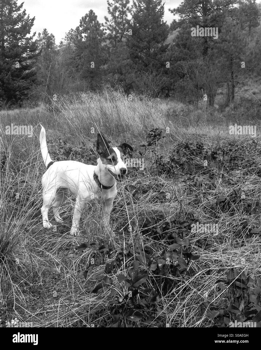 Jack Russell Terrier puppy debout dans l'herbe, souriant. En noir et blanc. Banque D'Images