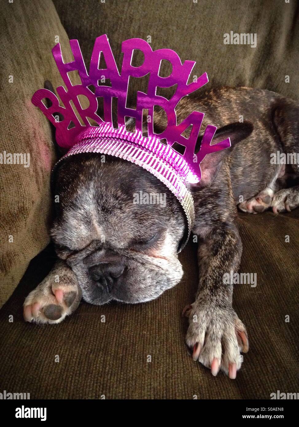 Un Coin Couchage Bouledogue Francais Portant Un Joyeux Anniversaire Tiara Photo Stock Alamy Un Coin Couchage Bouledogue Francais Portant Un Joyeux Anniversaire Tiara Photo Stock Alamy