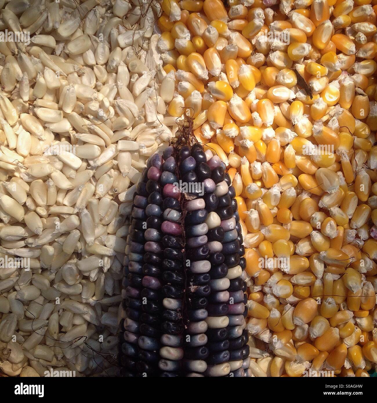 Dans les graines de maïs multicolores banque d'agriculteur biologique Tomás VILLANUEVA dans Tepetlixpa, État de Mexico, Mexique. Les semences d'OGM menacent de contaminer les variétés indigènes de maïs au Mexique. Banque D'Images