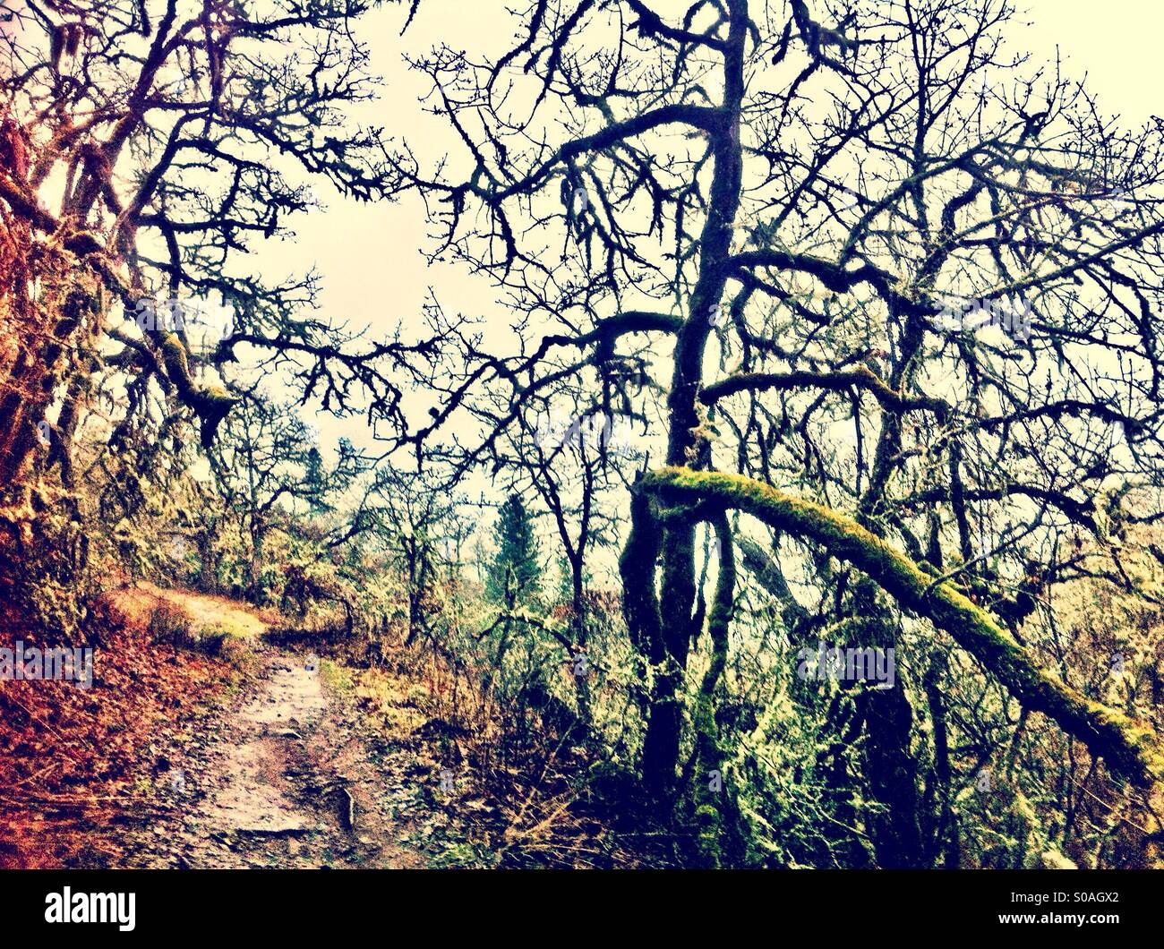 Sentier de randonnée en forêt Banque D'Images