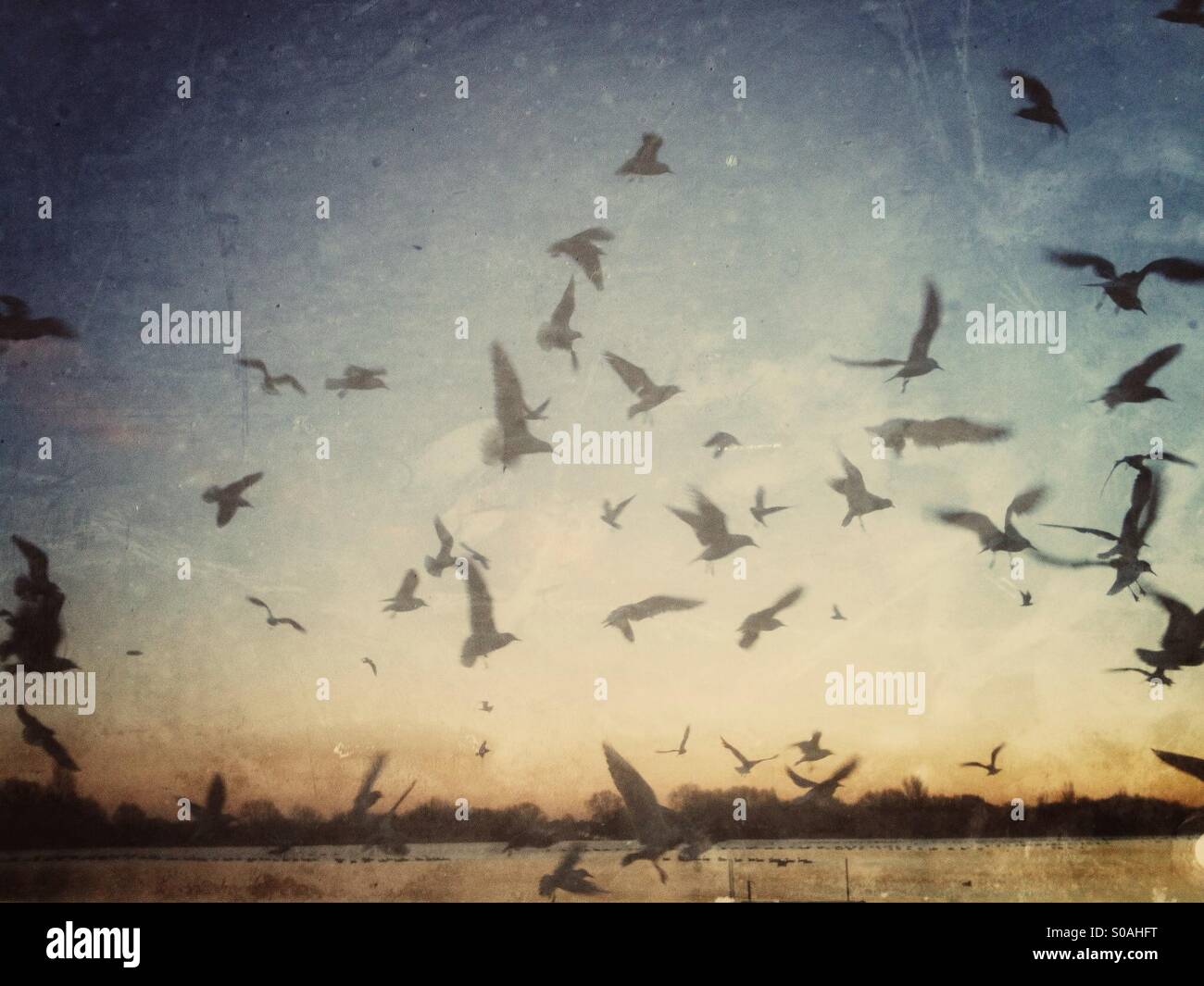 Les goélands au crépuscule avec grunge filtre appliqué. Banque D'Images