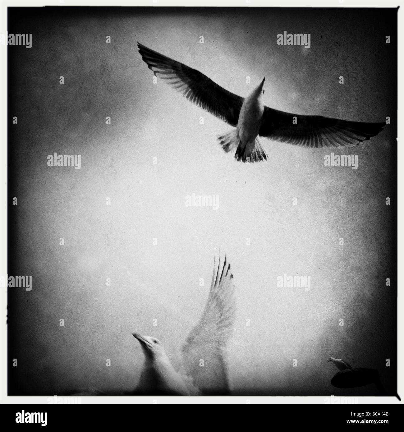 Mouettes dans l'air - Image de stock capturée avec un smartphone