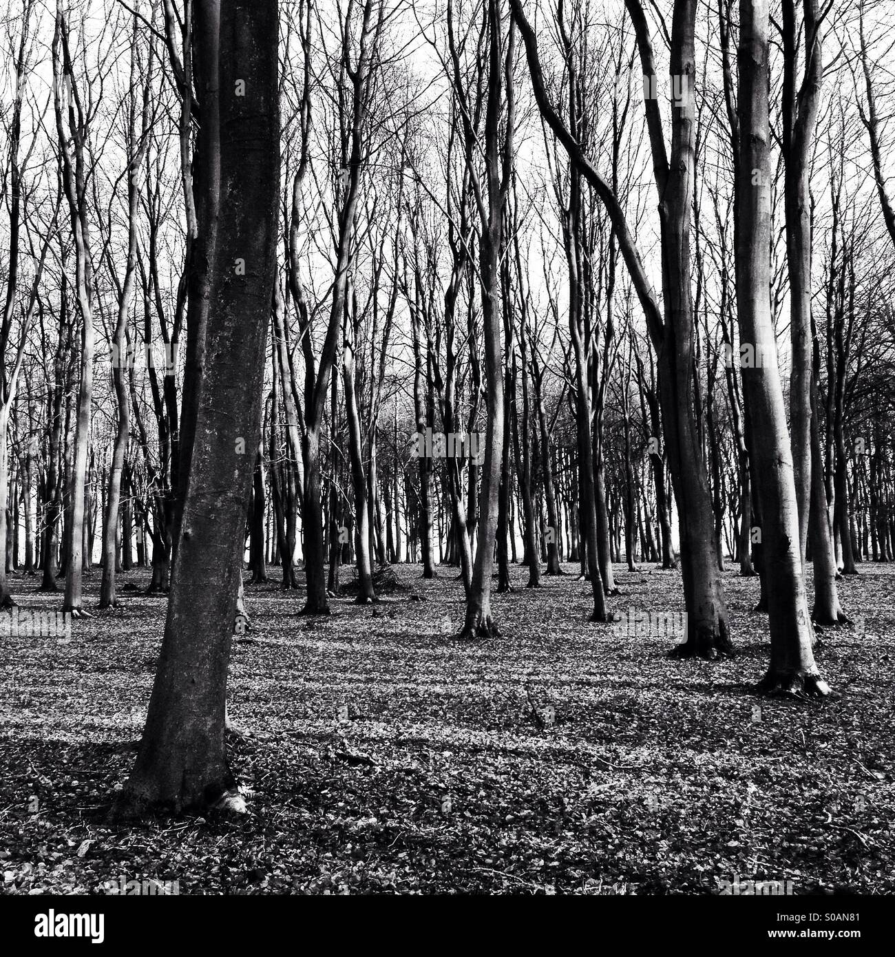 Forêt Noir et blanc Banque D'Images