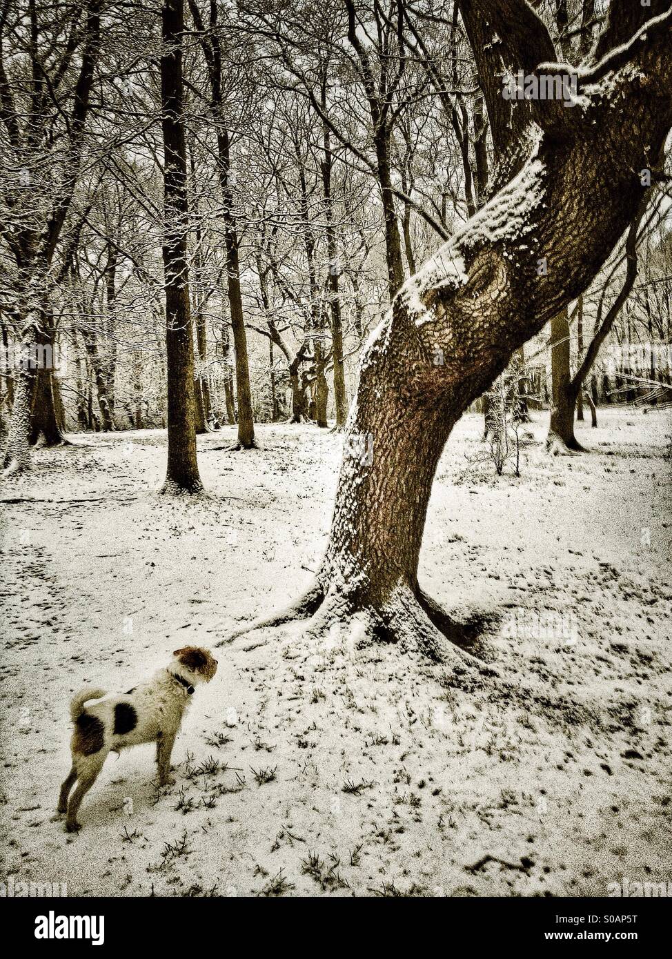 Chien dans la neige dans les bois à côté d'un arbre tordu Banque D'Images