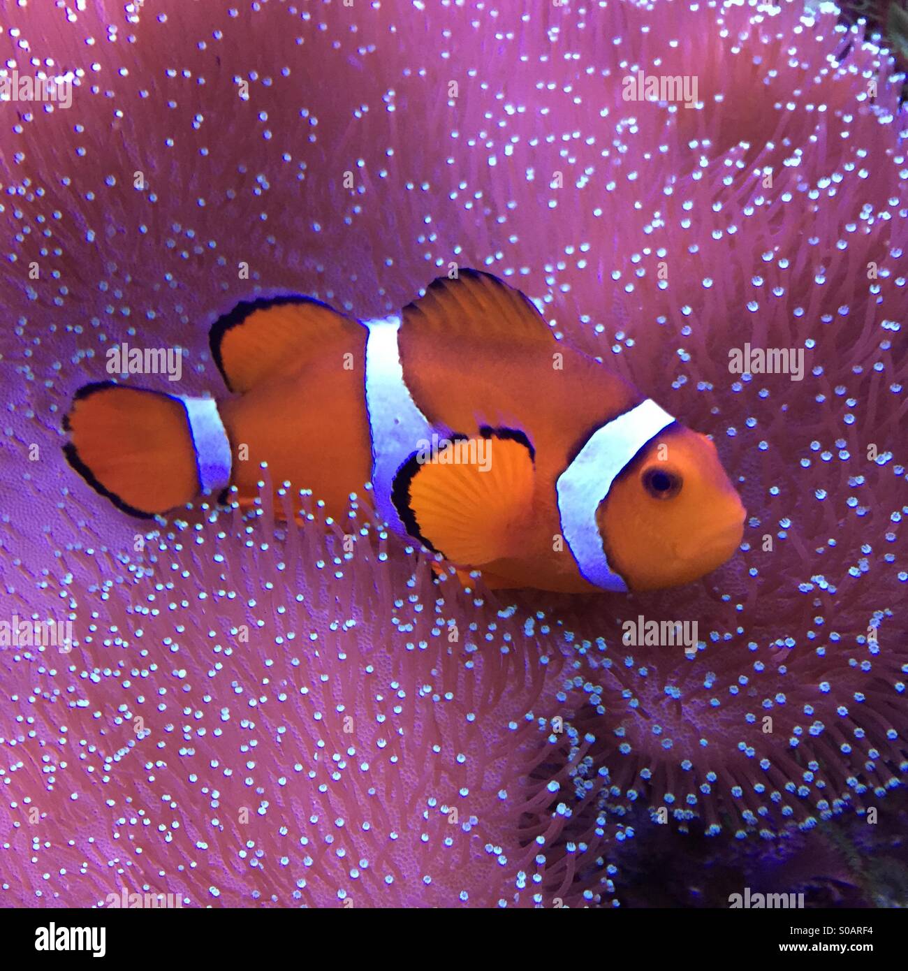 Nemo Banque D'Images